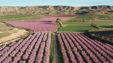 Filas-De-Plantas-Floreciendo-Flores-Rosadas-Toma-Aérea-Primavera-España-Aragón-Teruel
